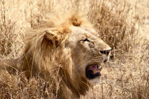 Free A majestic lion rests amidst dry savanna grasslands in Serengeti National Park. Stock Photo