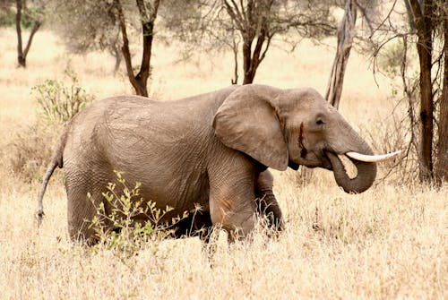 Základová fotografie zdarma na téma africký slon, fotografie divoké přírody, fotografování zvířat