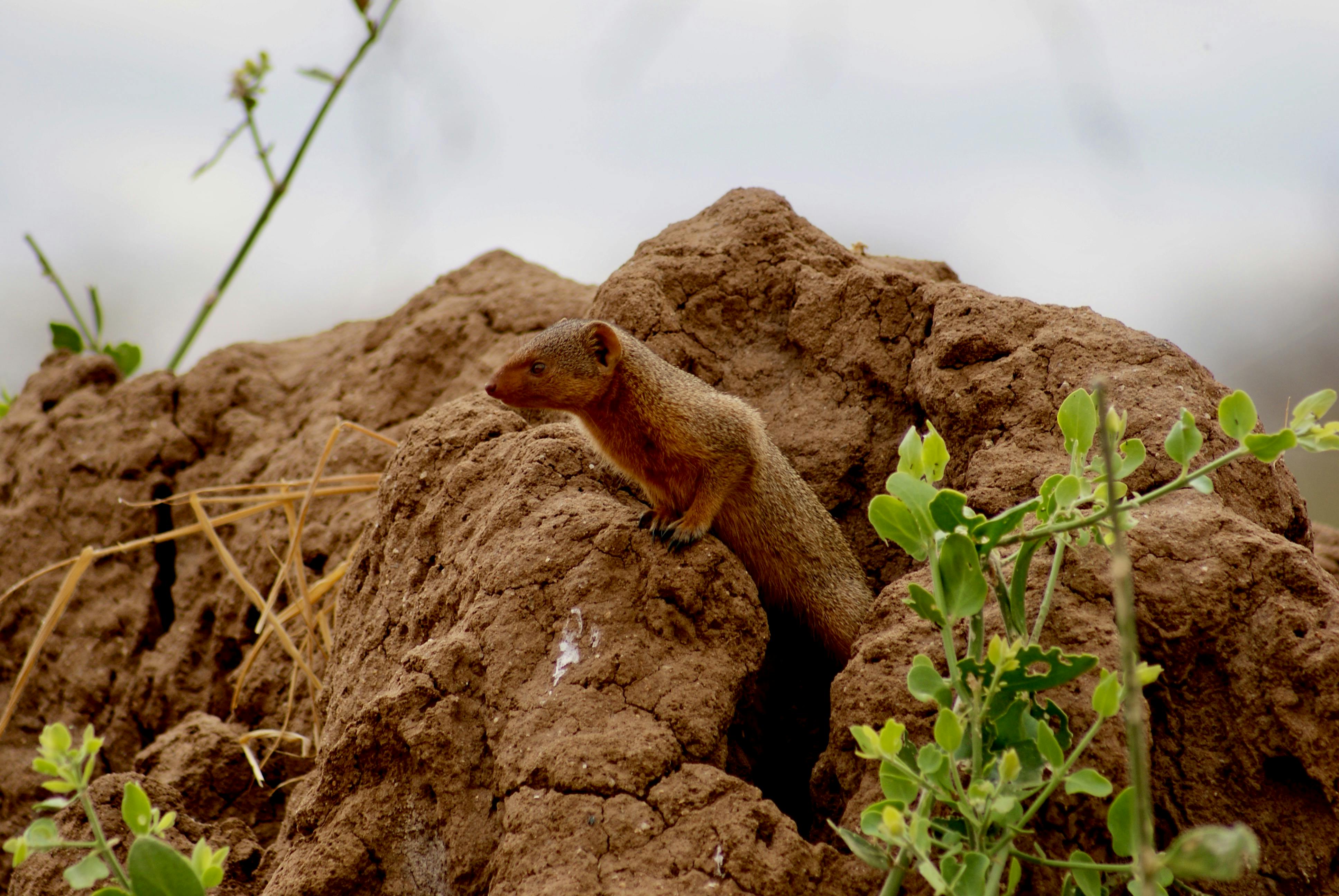 A mongoose peeks from a termite mound in the wild of Tanzania, showcasing its natural environment.
