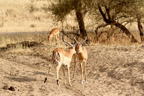 Blesbok Antelopes in Nature
