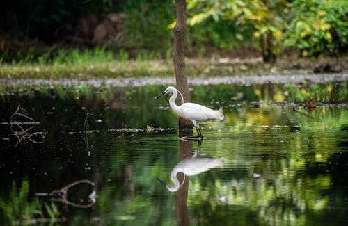 Egret on Swamp