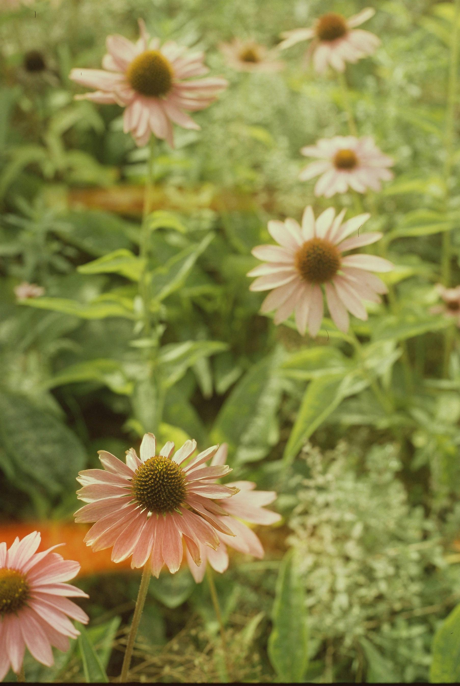 Vibrant pink echinacea flowers in a verdant meadow, showcasing nature's beauty.