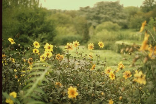 Gratis arkivbilde med delikat, flora, gule blomster