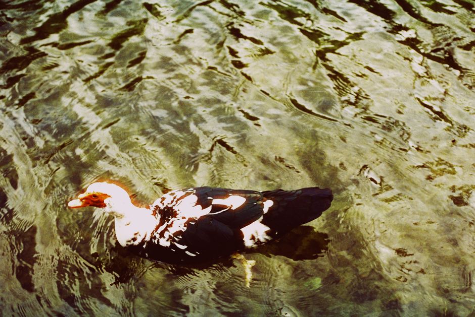 A Muscovy Duck gracefully swims on a tranquil lake, showcasing its distinctive plumage.