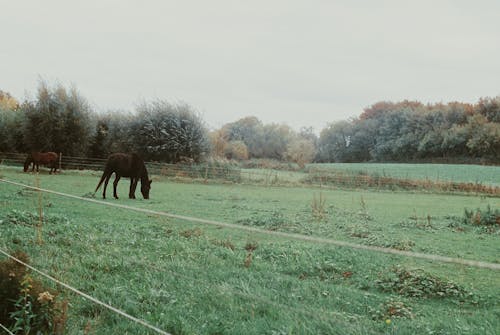 Imagine de stoc gratuită din cai, fotografie de animale, gard