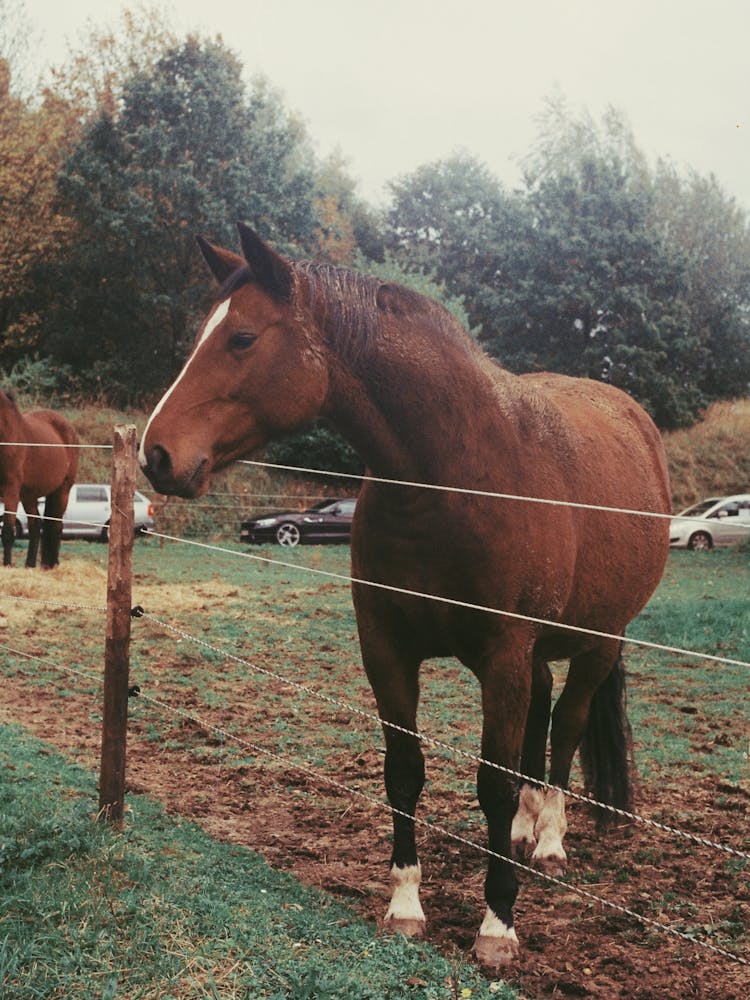 Brown Horse Behind Fence