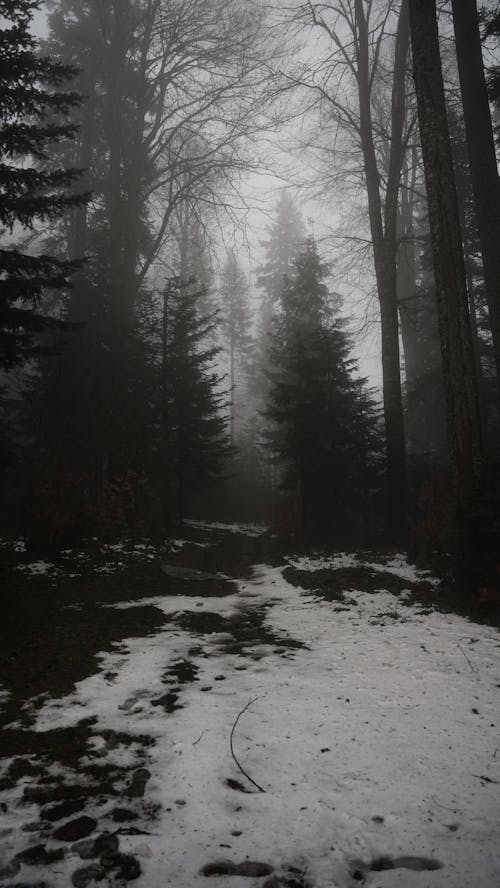 Snow and Fog in Evergreen Forest