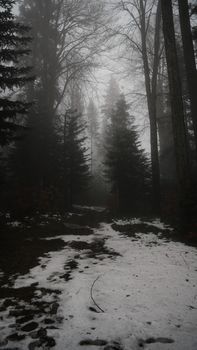 A foggy winter forest scene with a snow-covered path through tall evergreen trees.