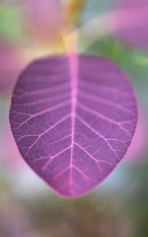 "Purple Leaf" (If you like my work consider supporting me at https://www.patreon.com/MarekPiwnicki ❤️)