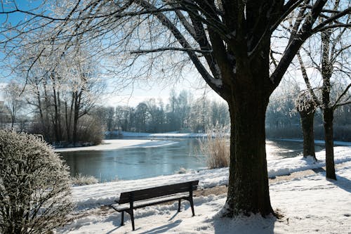 Gratis stockfoto met bank, bloot, bomen