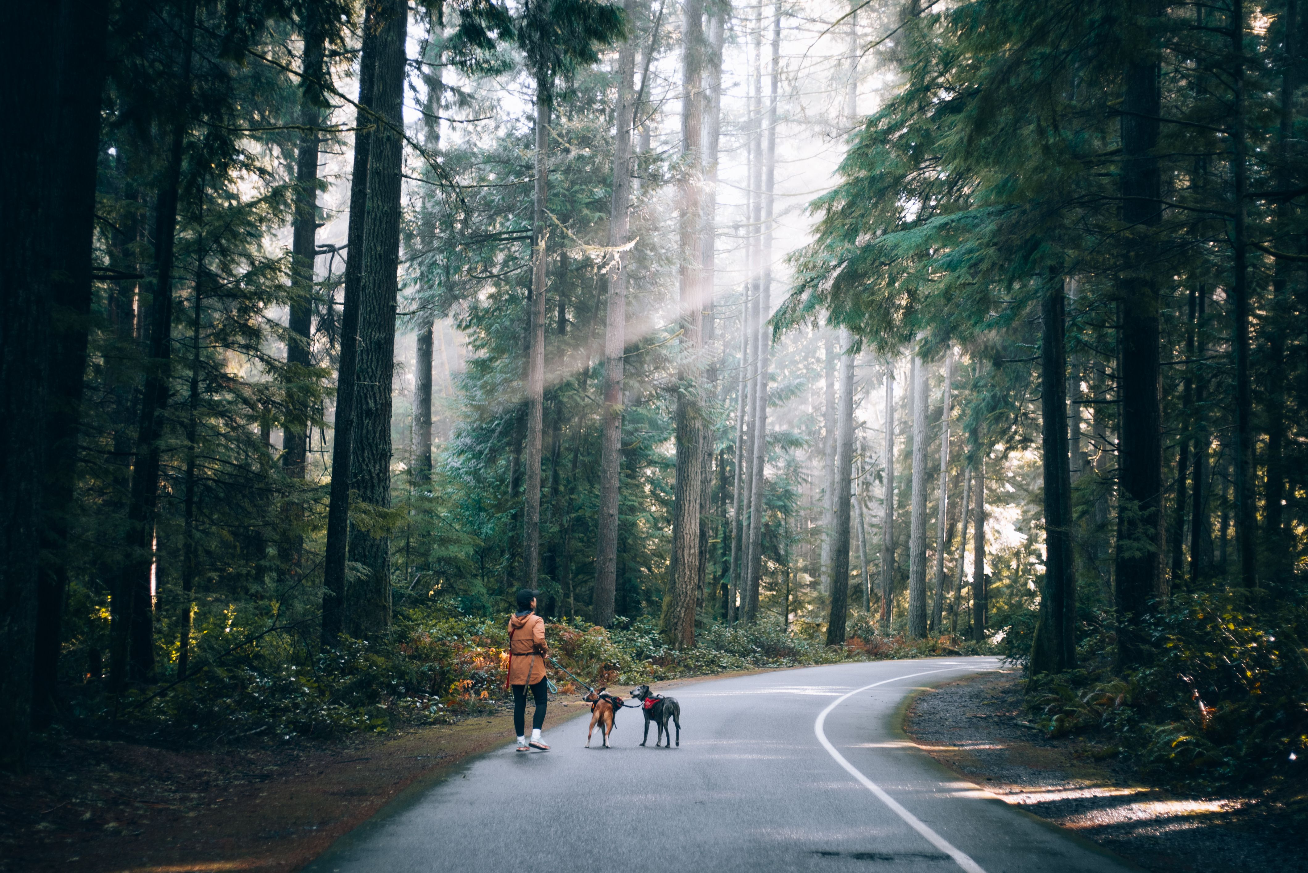 Proprietario con il cane in una mattina di luce naturale