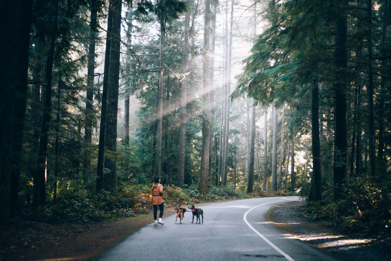 Chiens en balade sur un sentier forestier baigné de lumière