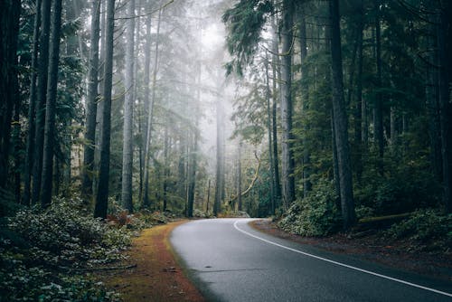 Empty Road in Deep Forest