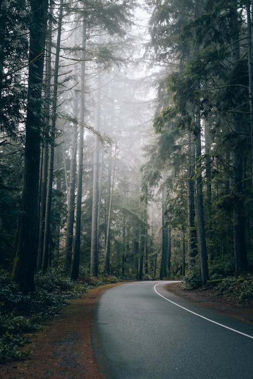 Road in Deep Forest