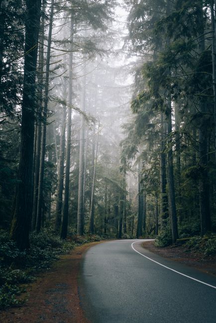 Serene winding road through a misty forest with tall green trees, perfect for nature and travel themes.