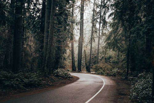 Road in Forest