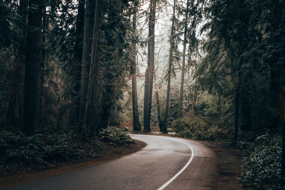 A quiet, winding road surrounded by towering trees and dense forest greenery, creating a peaceful natural escape.