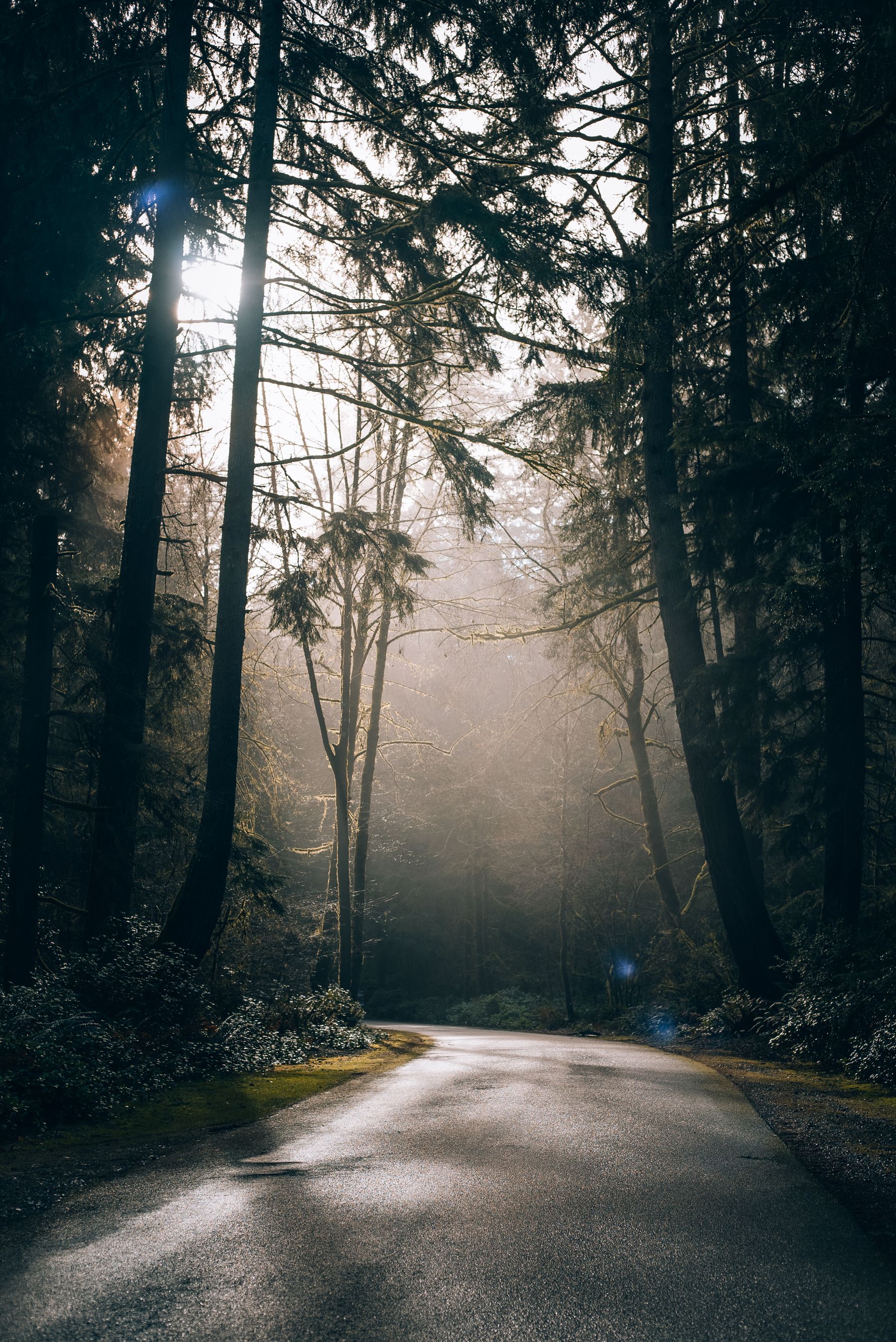 A quiet, sunlit forest path lined with tall trees