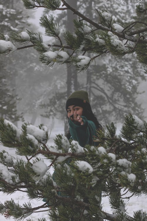 Základová fotografie zdarma na téma jehličnan, jehličnatý, keříky