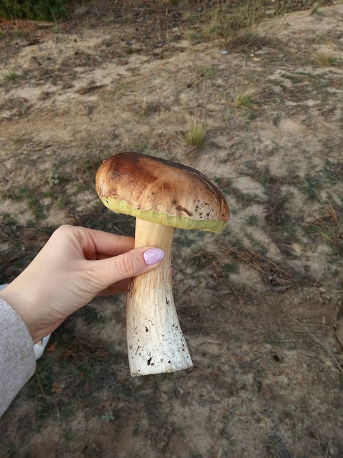 Woman Holding a Mushroom 