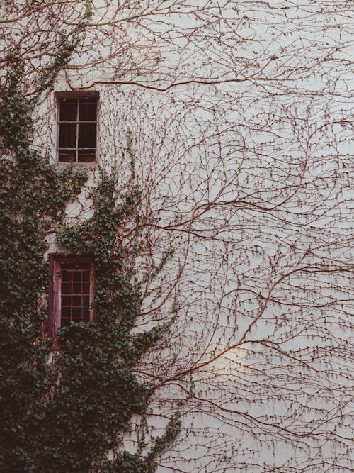 건물, 관목, 나뭇잎의 무료 스톡 사진