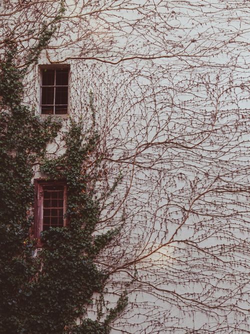 Free Aesthetic view of ivy vines crawling up a vintage stone wall with two windows. Stock Photo