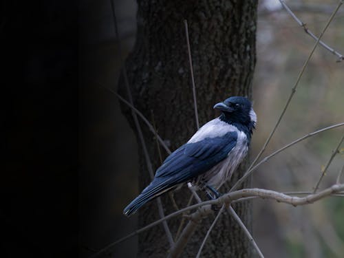 Fotos de stock gratuitas de cuervo, enfoque selectivo, fotografía de animales