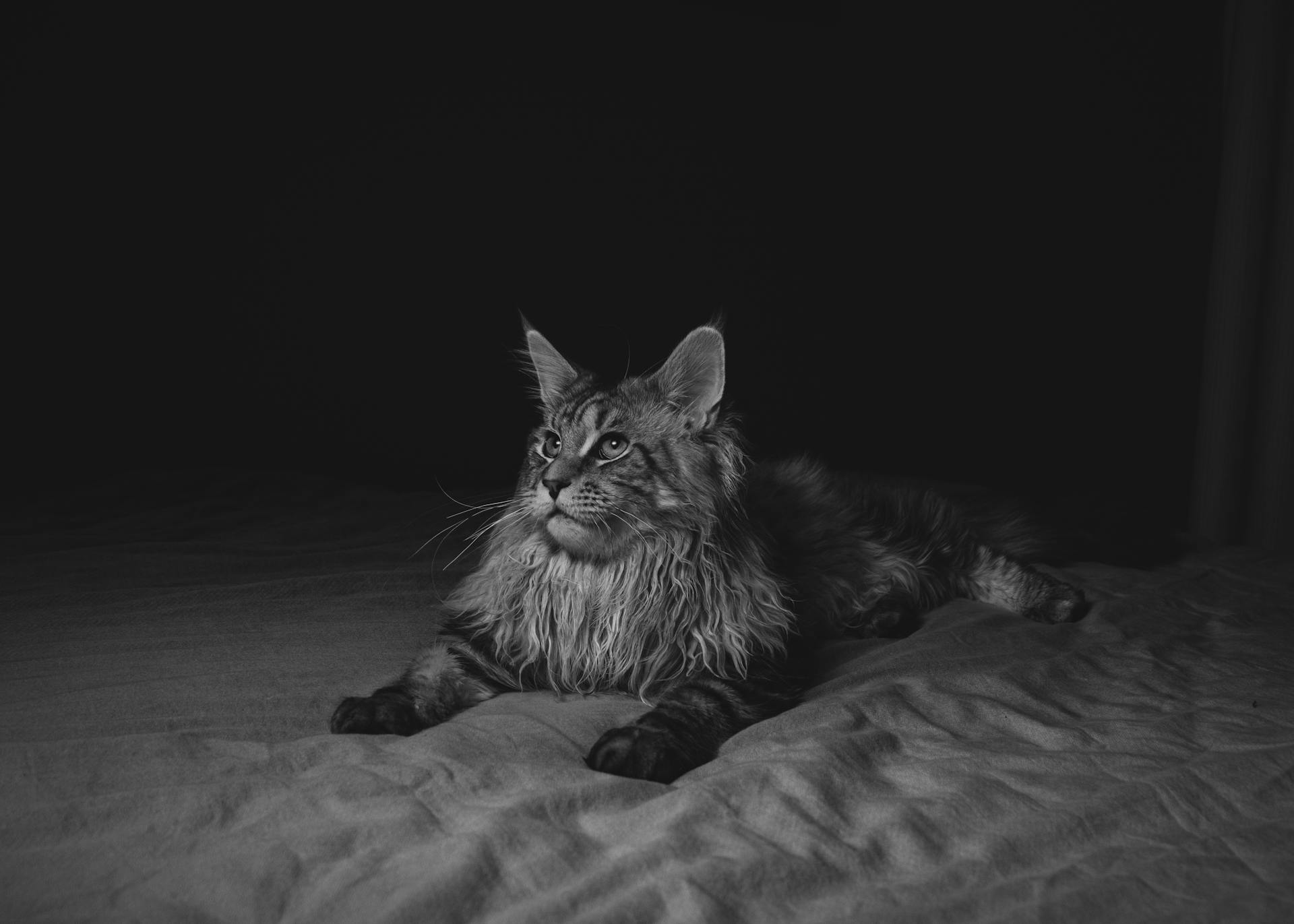 Black and white portrait of a Maine Coon cat lying on a blanket in a cozy indoor setting.