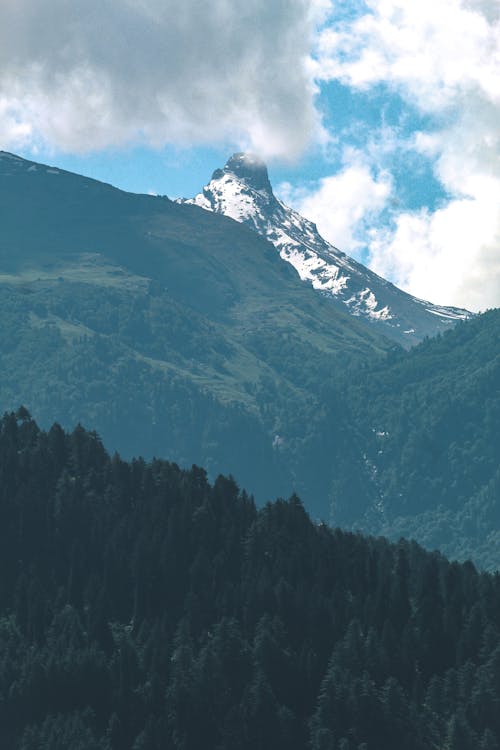 Forest in Mountains