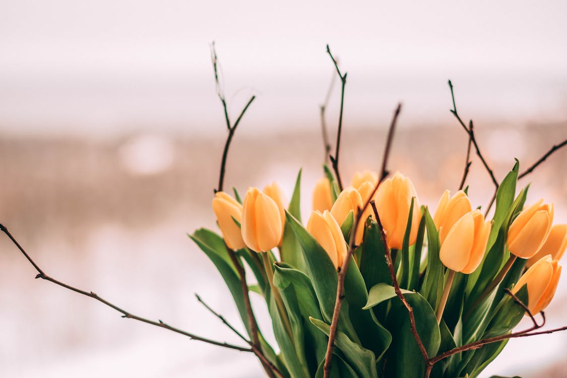 Bouquet of Yellow Tulips