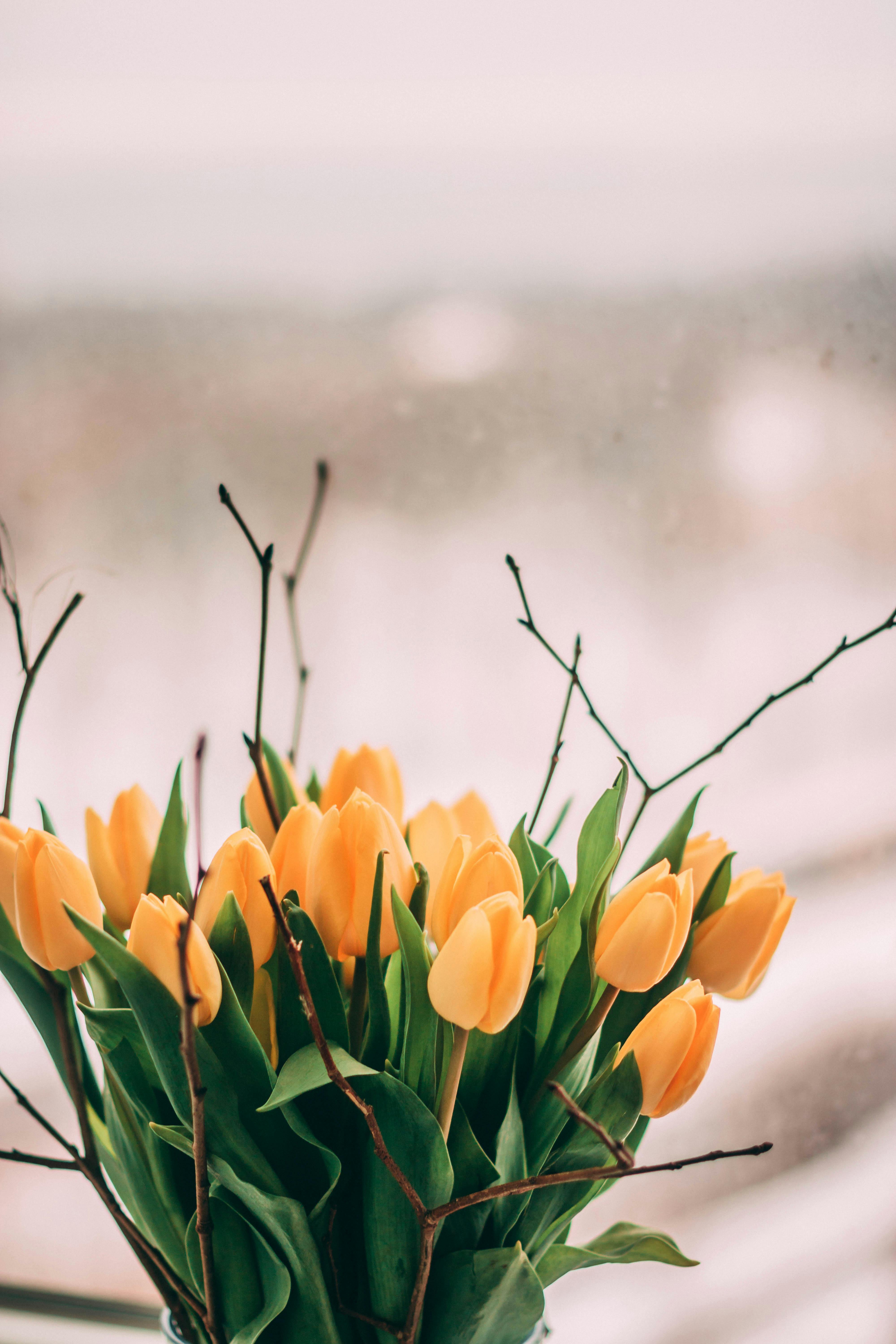 Yellow Tulip Flowers Bouquet \u00b7 Free Stock Photo