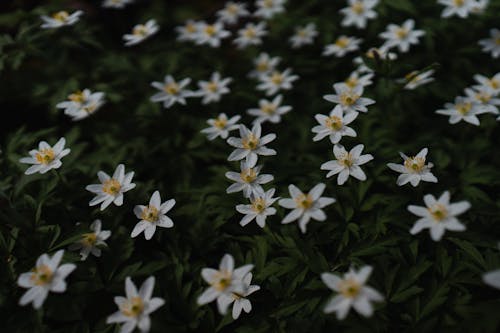 Immagine gratuita di anemone, bianco, campo