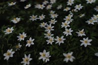White Anemone Flowers on a Field 