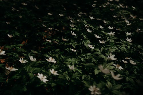 Close-up of Delicate White Flowers on a Field 