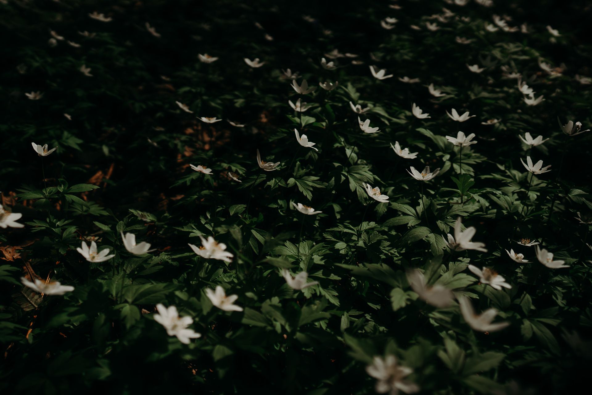 Night meadow of wood anemones in deep green ground cover. Photo by Irina Iriser on Pexels