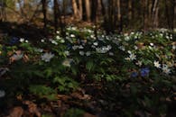 White Anemone Flowers in a Forest 