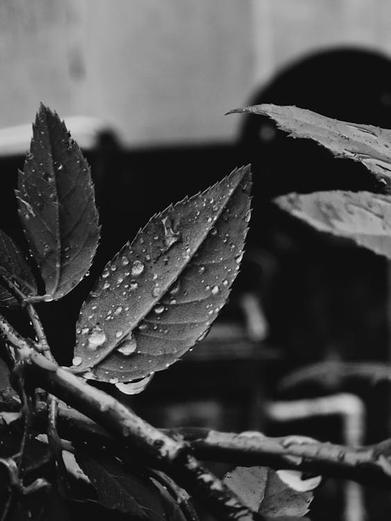 雨, 黑和白 的 免费素材图片