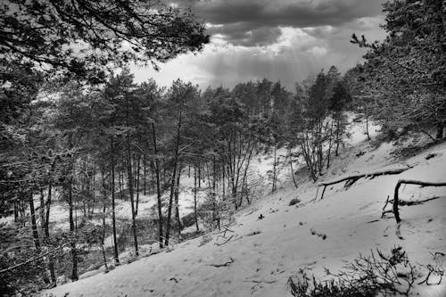 Black and White Photo of a Forest in Winter 