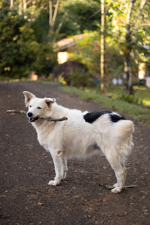 公園, 動物攝影, 垂直拍摄 的 免费素材图片