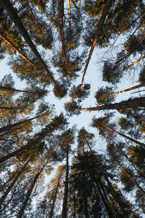 Free Experience the serene beauty of tall evergreen trees reaching towards the sky in this mesmerizing forest scene. Stock Photo