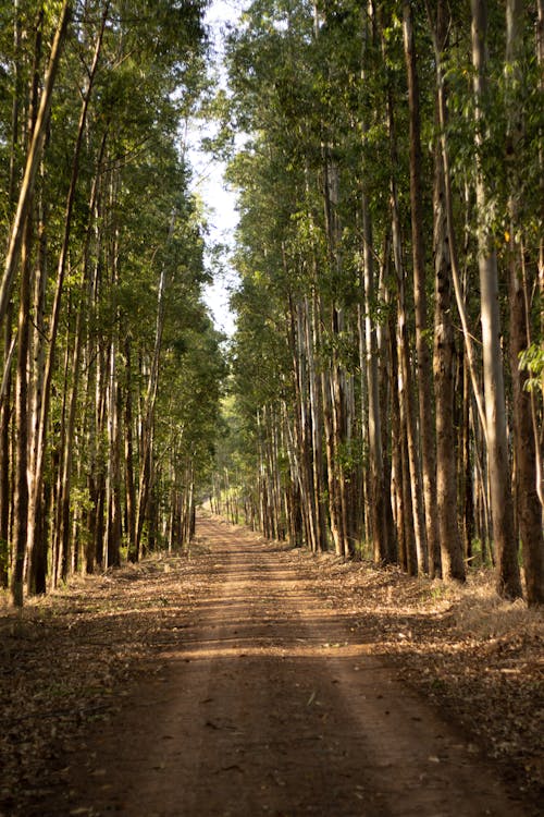 Foto d'estoc gratuïta de bosc, camí de carro, consell