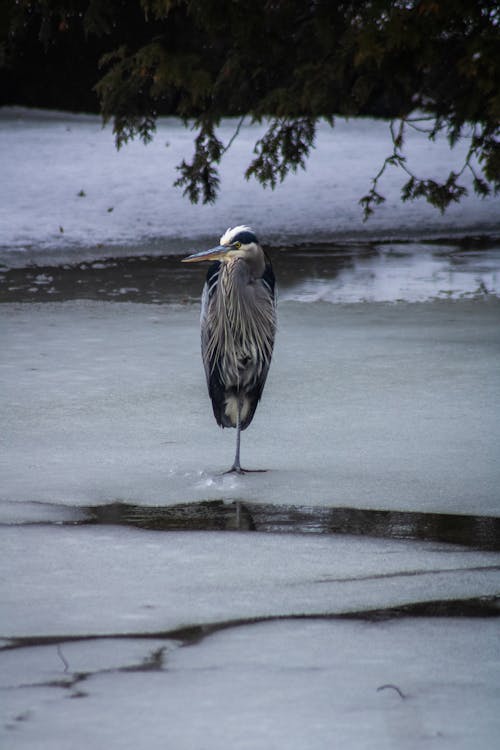 Great Blue Heron Standing on a Frozen Lake