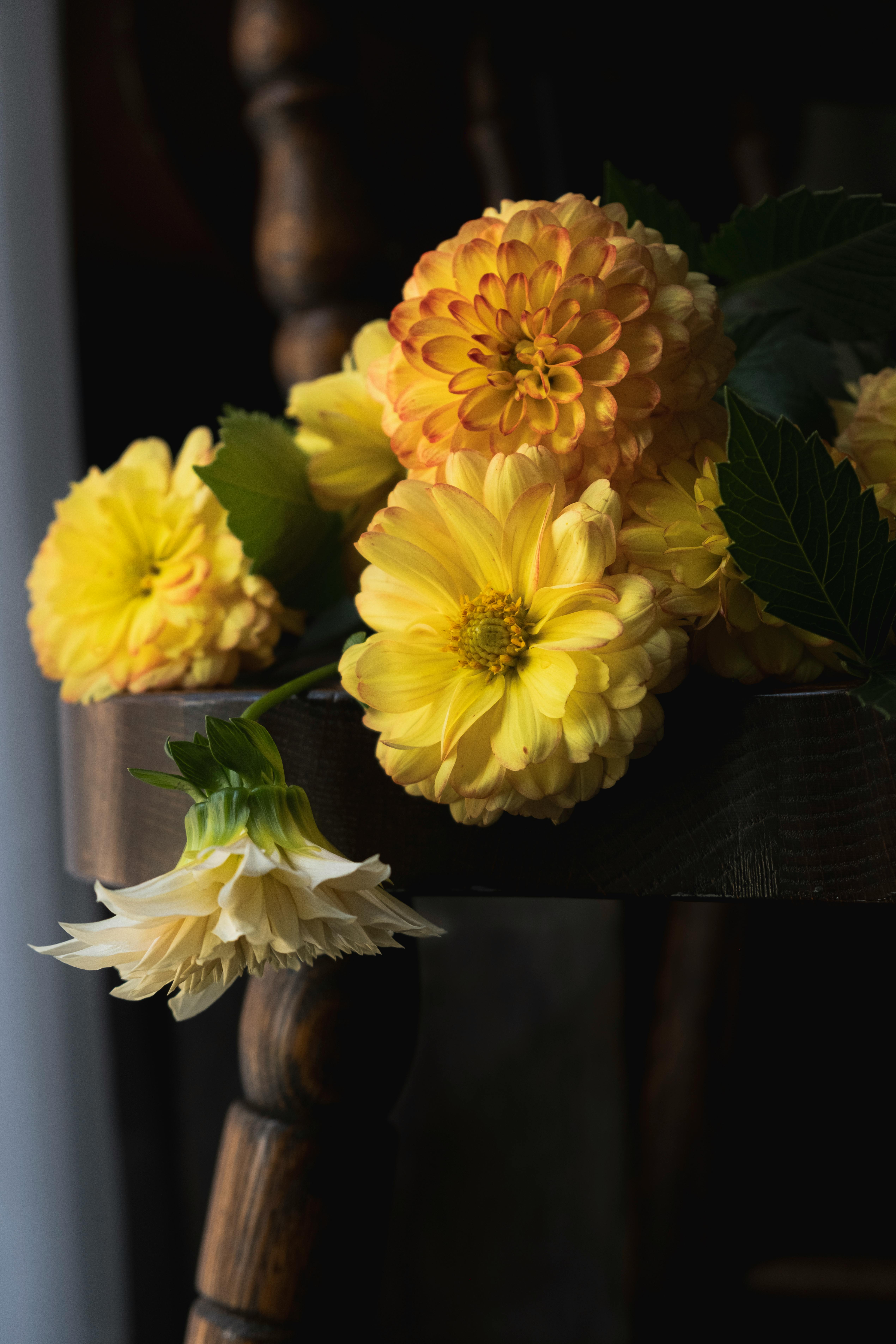 Beautiful close-up of vibrant yellow dahlias resting on a wooden chair, showcasing nature's elegance.