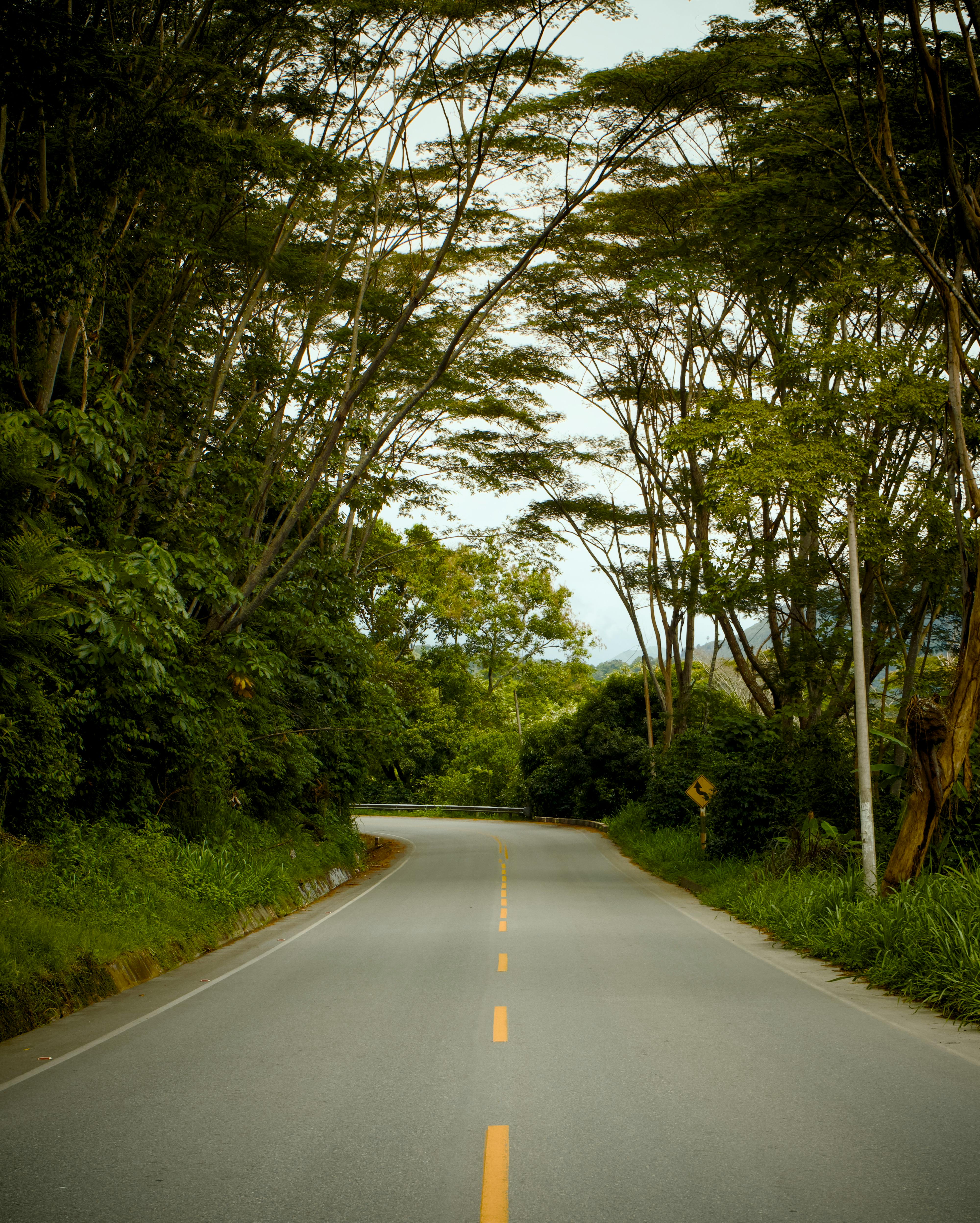 Scenic rural road surrounded by lush green trees, ideal for travel and nature themes.