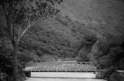 Bridge by the River in Forest in Black and White 
