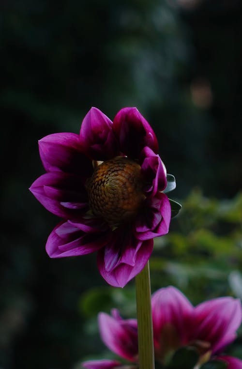 Purple Dalhia Flower in a Garden