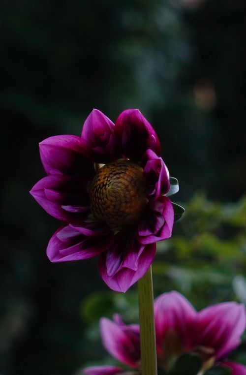 Free Close-up of a vibrant purple Dahlia flower blooming in an outdoor garden in Toronto. Stock Photo