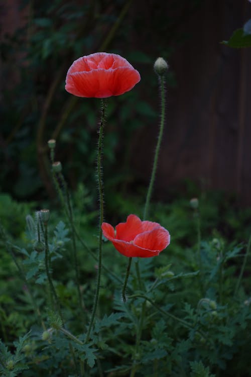 Red Poppy Flowers on a Field 