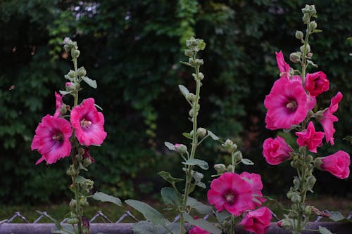 Bahçe, çiçek içeren Ücretsiz stok fotoğraf