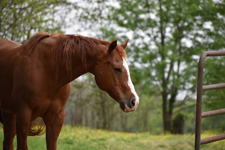 Brown Horse On A Meadow 